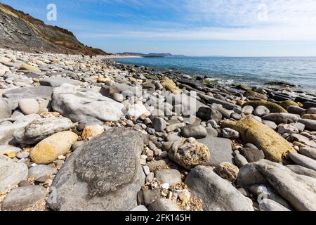 Ammon fossilizzato su Monmouth Beach con Lyme Regis in lontananza, Dorset, Inghilterra Foto Stock