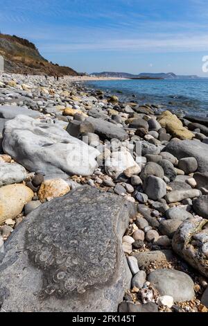 Ammon fossilizzato su Monmouth Beach con Lyme Regis in lontananza, Dorset, Inghilterra Foto Stock