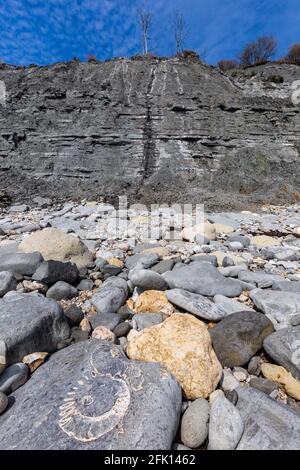 Un Ammonite fossilizzata sulla spiaggia di Monmouth a Lyme Regis, Dorset, Inghilterra Foto Stock