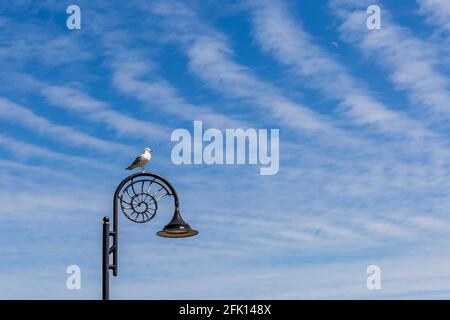 Un gabbiano arroccato sulla cima di uno dei lampioni Ammoniti a Lyme Regis, Dorset, Inghilterra Foto Stock
