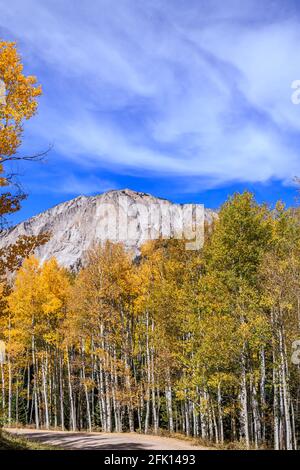 La foresta di Aspen e lo scenario autunnale di Kebler Pass, Gunnison County, Colorado, Stati Uniti Foto Stock