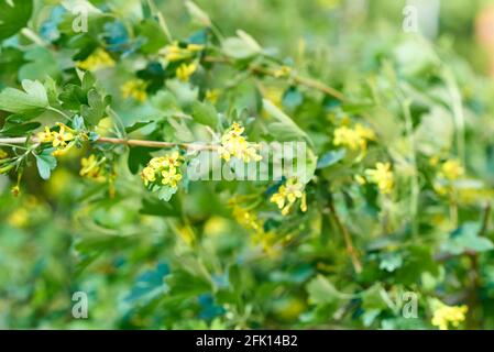 Piccole infiorescenze gialle, cosparse di sottili rami del cespuglio. Sfondo sfocato Foto Stock