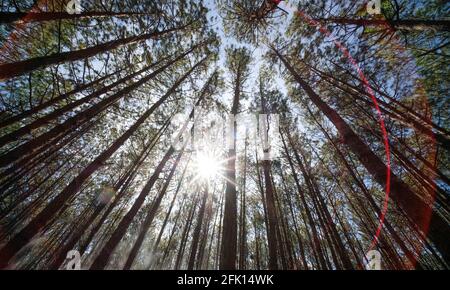Vista su o dal basso dei pini nella foresta sotto il sole. Immagine fotografica di riserva libera di alta qualità di royalty guardando in su nella foresta di pini a baldacchino Foto Stock