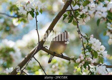 Cedar Waxwing incorniciato tra i rami di un albero di granchio. Questi splendidi uccelli si nutrono di un'ampia varietà di insetti, frutta e bacche. Foto Stock