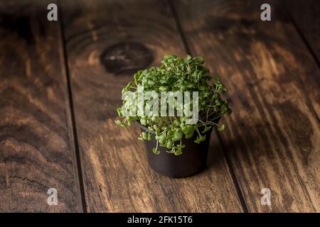 micro villaggio, verde erba senape fresca, orto sul davanzale, sfondo in legno, cibo sano Foto Stock