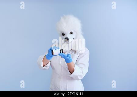 Giovane donna in una maschera di testa di cane di lattice e cappotto bianco che prende una pillola da una bottiglia su uno sfondo blu. Concetti medici veterinari. Foto Stock