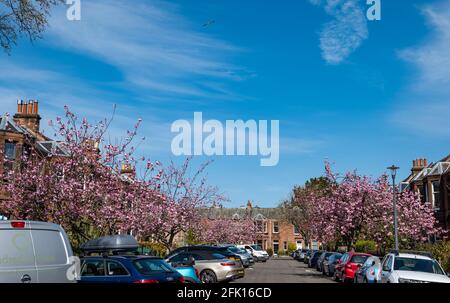 Ciliegi in piena fioritura rosa in zona residenziale di case vittoriane terrazza, Trinity, Edimburgo, Scozia, Regno Unito Foto Stock