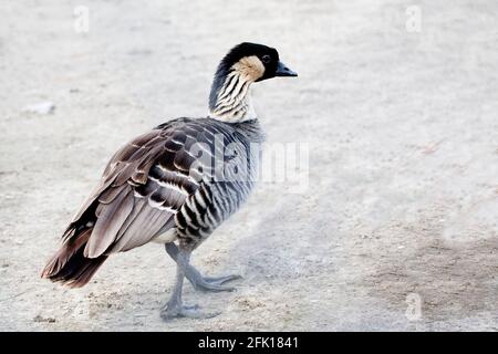 Nene o l'oca hawaiana, Branta sandvicensis Foto Stock