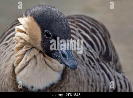 Nene o l'oca hawaiana, Branta sandvicensis, primo piano Foto Stock