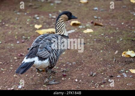 Captive Nene o Hawaiian Goose, Branta sandvicensis Foto Stock