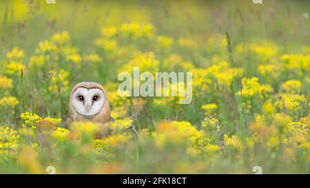 Fiori nel campo con il gufo di granaio meraviglioso (Typto alba) Foto Stock