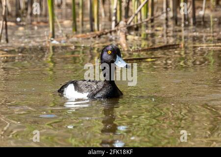 Anatra tufted (Aythya fuligula) maschio su acqua, UK Foto Stock