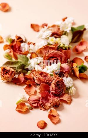 Bella composizione botanica creativa layout con rose secche, petali e fiori bianchi su sfondo beige. Foto Stock