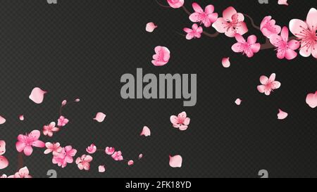 Sakura fiorisce. Petali cadenti, elementi di fiori isolati. Volare realistico giapponese albicocca o rosa ciliegia cadere vettore sfondo romantico Illustrazione Vettoriale