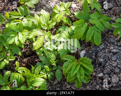 Erba di terra comune Aegopodium podagraria nel giardino Foto Stock