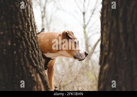 Ritratto di cane in natura, tronchi di albero in primo piano Foto Stock