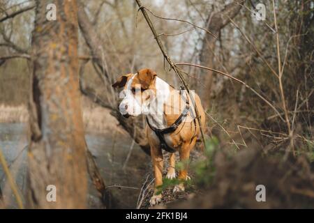 Cane in piedi su un albero log all'aperto vicino al fiume, animali domestici scena escursionistico Foto Stock