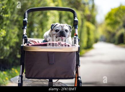 27 aprile 2021, Hessen, Francoforte sul meno: Il pug 'Prince' è seduto in un pram in una zona verde di Francoforte in attesa del suo proprietario. Il cane ha già dodici anni e non è più buono sui suoi piedi e quindi è guidato all'aperto. Foto: Frank Rumpenhorst/dpa Foto Stock