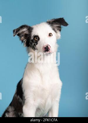 Divertente studio ritratto di adorabile cucciolo cane bordo collie isolato su uno sfondo blu. Immagine verticale Foto Stock