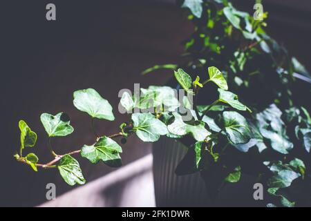 Primo piano sullo sprig verde di edera in vaso di fiori illuminato dal sole Foto Stock