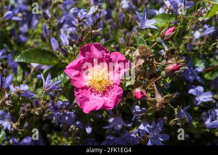 Primo piano di una rosa di cane. Rosa canina. Foto Stock