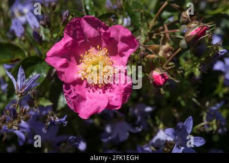 Primo piano di una rosa di cane. Rosa canina. Foto Stock