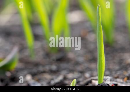 Una germinazione di grano su uno sfondo sfocato di grano germinante sul campo. Spazio di copia per il testo Foto Stock