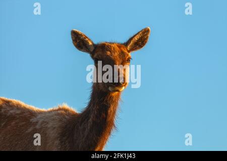 Ritratto di un tulo Elk femminile (nannoni di Cervus canadensis), Point Reyes National Seashore, California, USA. Foto Stock