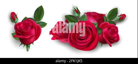 Bouquet realistico di rose. Rosa rossa isolata con foglie. Boutonnière nuziale, elemento decorativo floreale illustrazione vettoriale Illustrazione Vettoriale