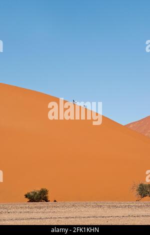 Il red dune di sabbia 45 è popolare per la scalata da turisti al Sossusvlei, all'interno del Parco Namib-Naukluft in Namibia. Foto Stock