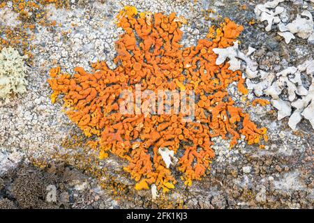 Elegante lichen sunburst, Rusavskia elegans Foto Stock