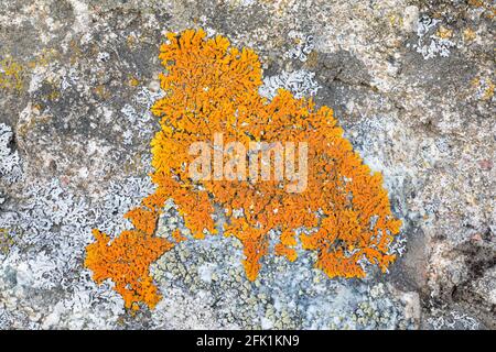 Elegante lichen sunburst, Rusavskia elegans Foto Stock