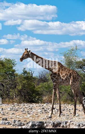 Una giraffa solitario sul deserto paesaggio del Parco Nazionale di Etosha, Namibia. Foto Stock