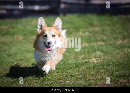 Gallese Corgi Pembroke in esecuzione in una giornata di sole primavera Foto Stock