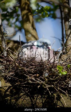 Pigeon di legno di nidificazione sedette su nido. uk Foto Stock