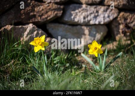Narcischi (Narcissus pseudonarcissus), fiori di primavera gialli Foto Stock