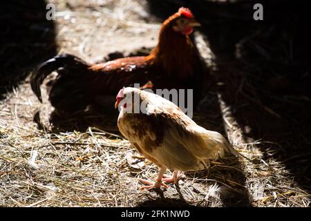 Gallina bianca del pollo piccolo razza Bantam pollo Foto Stock