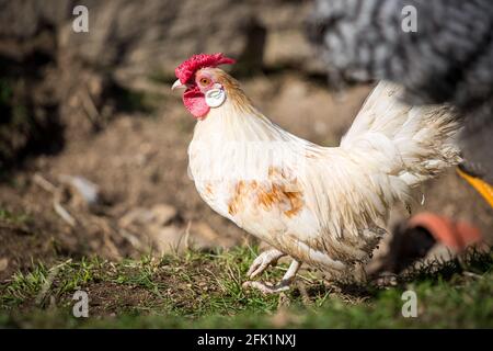 Gallo bianco del pollo di razza Bantam pollo Foto Stock