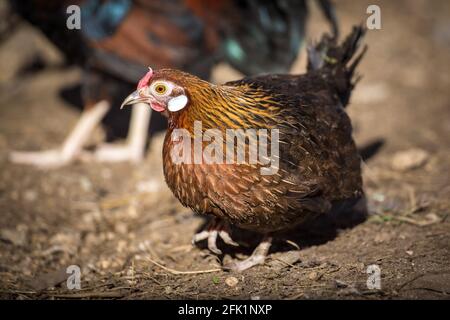 Gallina marrone della piccola razza di pollo pollo Bantam pollo Foto Stock