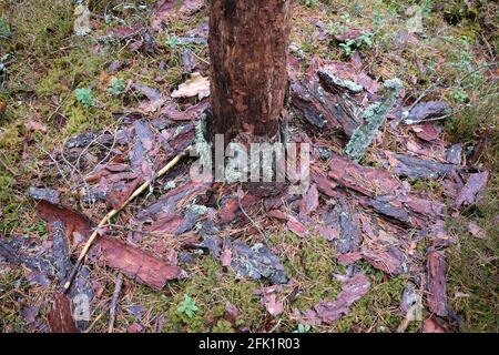 Un pino danneggiato forse da Tomicus piniperda (Linnaeus), un pino sparare coleotteri e pezzi di corteccia morti che litterano il terreno sotto alberi infestati Foto Stock