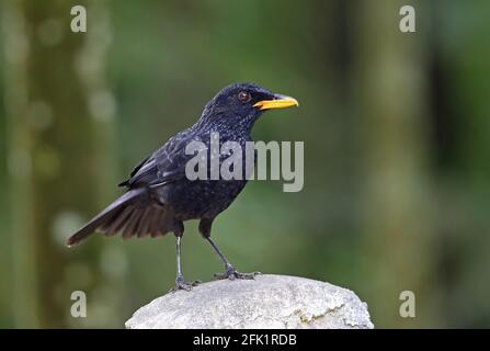 Blue whistling-thrush (Myophonus caeruleus dichrorhynchus) adulto arroccato sul post Kerinci Seblat NP, Sumatra, Indonesia Luglio Foto Stock