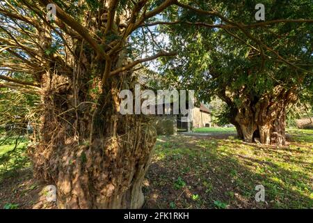 Yew alberi nel cortile di St Mary a Billingsley, Shropshire. Foto Stock