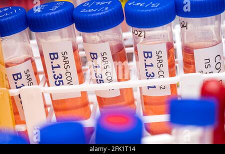 Ricerca di laboratorio nuovo ceppo di Sudafrica sars-COV-2 scientificamente conosciuto come 20H/501Y.V2 o B.1.351), quadro concettuale Foto Stock
