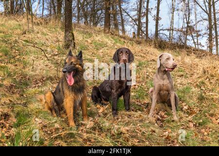 Tre cani seduti in una foresta di querce. Passeggiata primaverile con cani. Sheepdog, Weimaraner e Flat Coated Retriever. Foto Stock