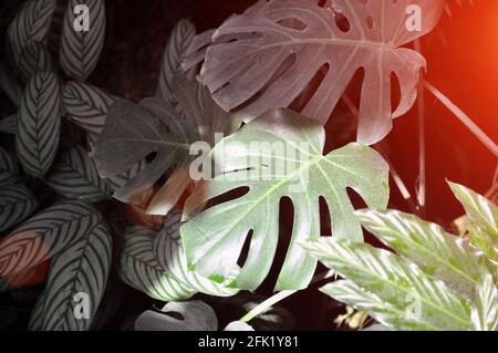 Sfondo di foglie verdi topiche di Monstera Deliciosa. Concetto di modello della giungla. Foto Stock