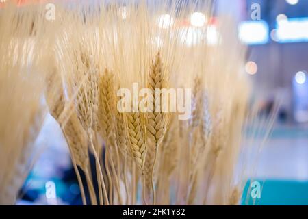 Covone di spighe di grano dorato alla mostra agricola - chiuso su Foto Stock