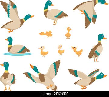 Uccelli selvatici. Anatre divertenti volare e nuotare in acqua marrone ali vettore uccelli cartone animato stile Illustrazione Vettoriale
