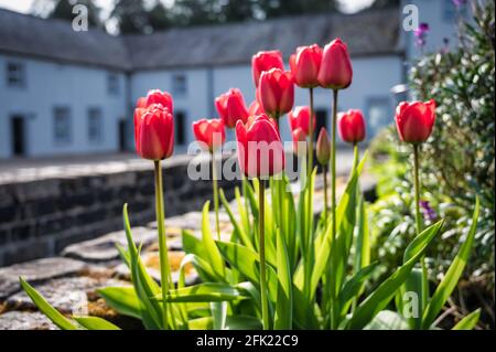 Tulipani rossi in fiore che crescono in un giardino in primavera Foto Stock