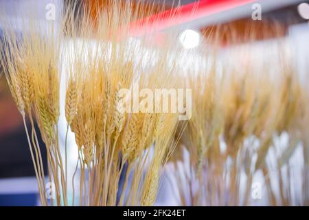 Covone di spighe di grano dorato alla mostra agricola - chiuso su Foto Stock