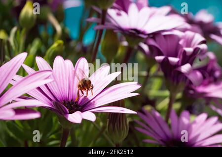 Un'ape si toglie da un fiore viola osteospermum ed è caricata di polline. Una piscina blu sullo sfondo Foto Stock